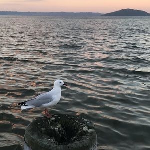 Meet your Posher, Lola